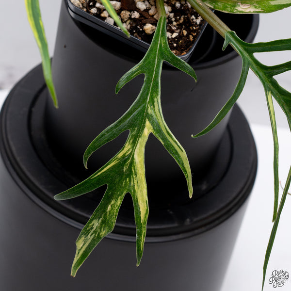 Philodendron 'Tortum' Variegated (wk32-Y)