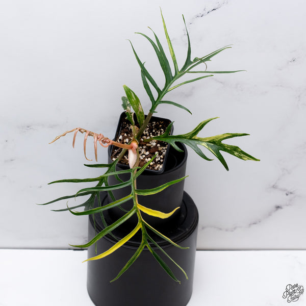 Philodendron 'Tortum' Variegated (wk32-Y)