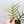 Philodendron 'Tortum' Variegated (wk35-N)
