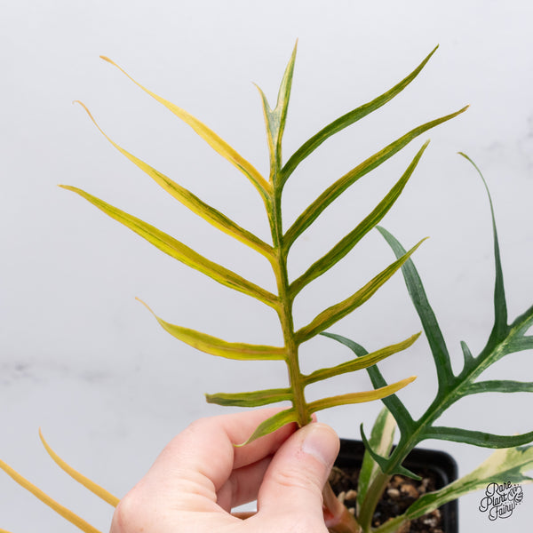 Philodendron 'Tortum' Variegated (wk35-N)