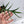 Philodendron 'Tortum' Variegated (wk35-N)