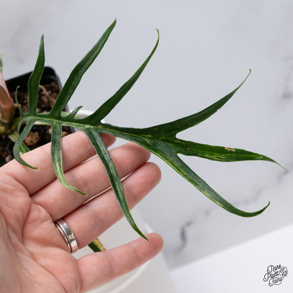 Philodendron 'Tortum' Variegated (wk35-N)