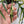 Philodendron 'Tortum' Variegated (wk35-N)