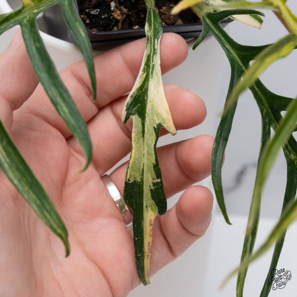 Philodendron 'Tortum' Variegated (wk35-N)