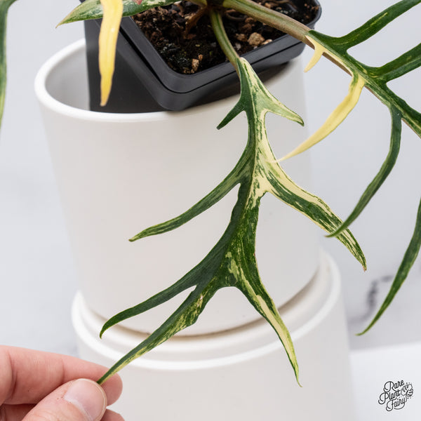 Philodendron 'Tortum' Variegated (wk35-N)