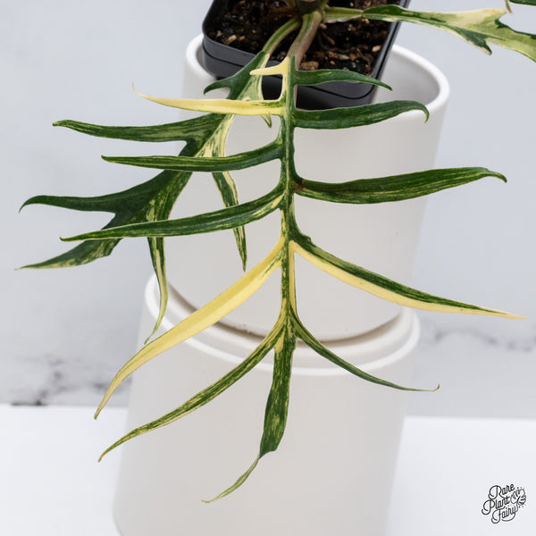 Philodendron 'Tortum' Variegated (wk35-N)