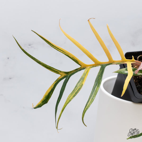 Philodendron 'Tortum' Variegated (wk35-N)
