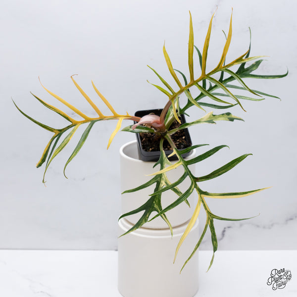 Philodendron 'Tortum' Variegated (wk35-N)