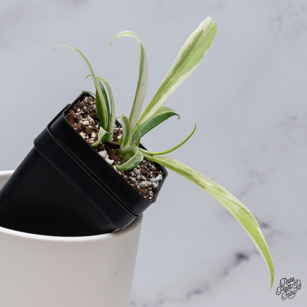 Philodendron 'Tortum' Albo Variegated (wk35-R)