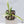 Philodendron 'Tortum' Albo Variegated (wk35-R)