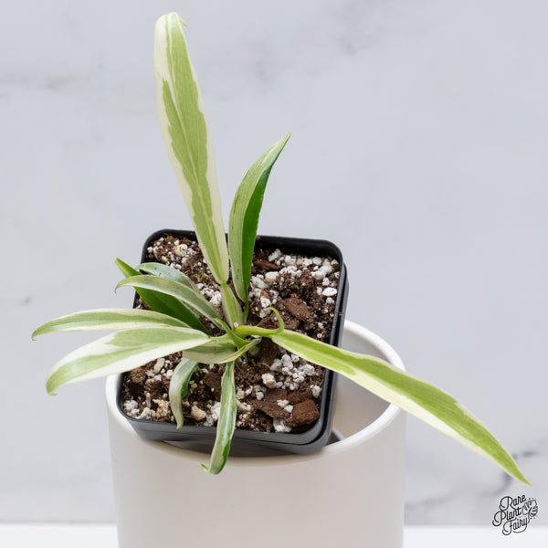 Philodendron 'Tortum' Albo Variegated (wk35-R)