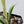 Philodendron 'Tortum' Albo Variegated (wk35-R)