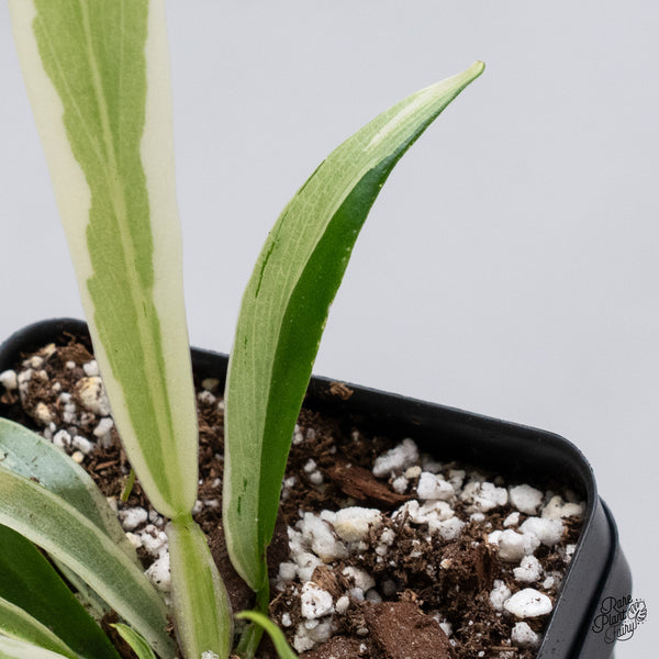 Philodendron 'Tortum' Albo Variegated (wk35-R)