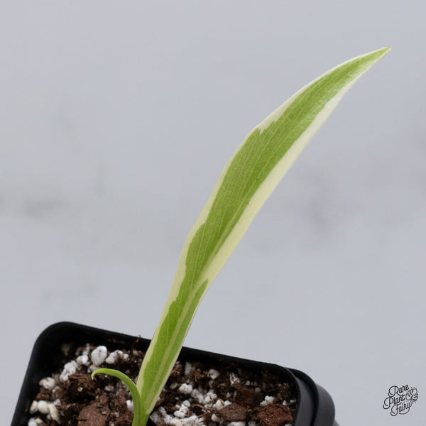 Philodendron 'Tortum' Albo Variegated (wk35-R)
