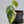Philodendron Brandtianum Variegated (wk35-Q)