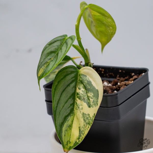 Philodendron Brandtianum Variegated (wk35-Q)