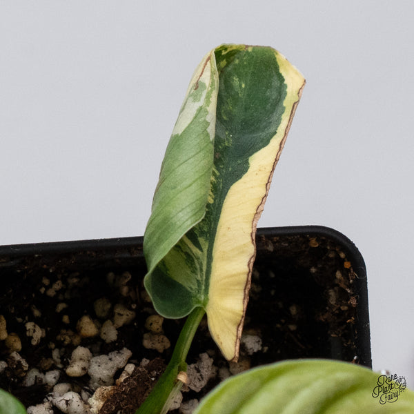 Philodendron Brandtianum Variegated (wk35-Q)