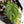 Philodendron Brandtianum Variegated (wk35-Q)