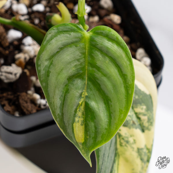 Philodendron Brandtianum Variegated (wk35-Q)