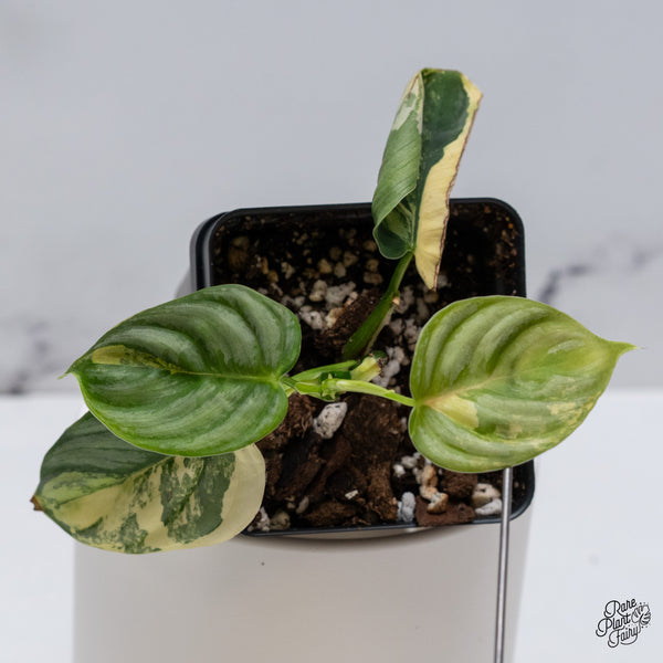 Philodendron Brandtianum Variegated (wk35-Q)