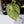 Philodendron Brandtianum Variegated (wk35-Q)