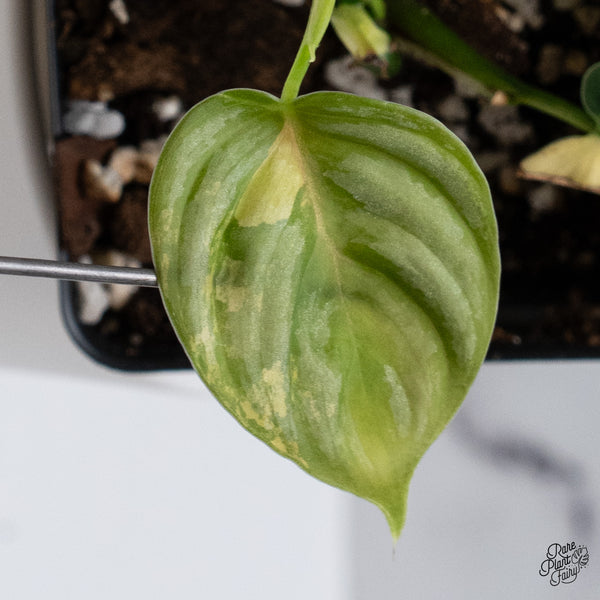 Philodendron Brandtianum Variegated (wk35-Q)