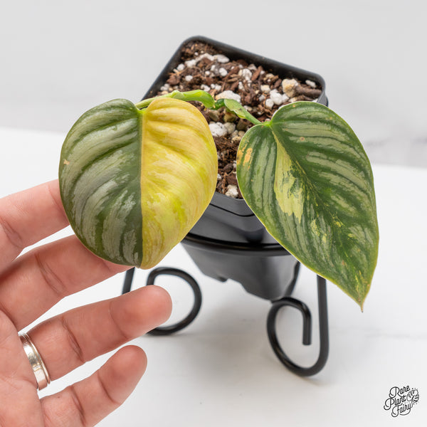 Philodendron Brandtianum Variegated (wk45-D)