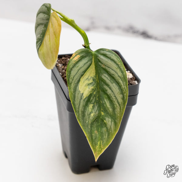 Philodendron Brandtianum Variegated (wk45-D)