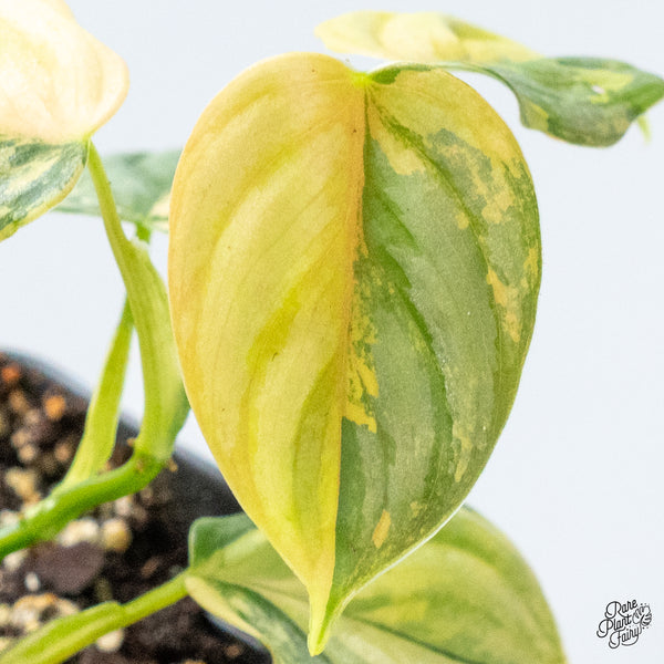 Philodendron Brandtianum Variegated (wk49-M)