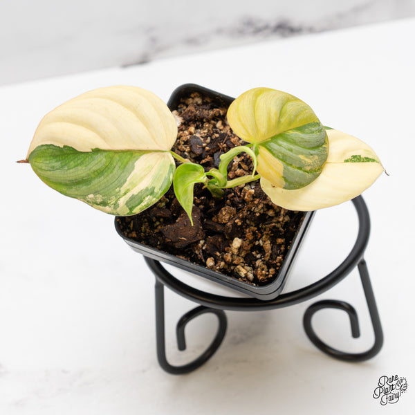 Philodendron Brandtianum Variegated (wk51-L)