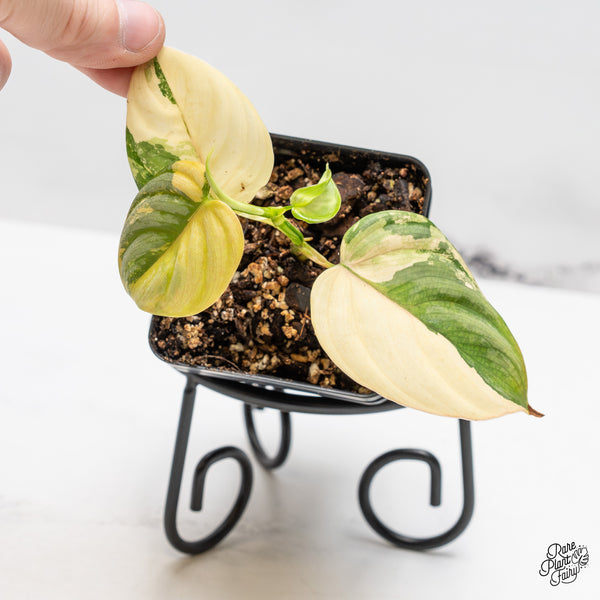 Philodendron Brandtianum Variegated (wk51-L)