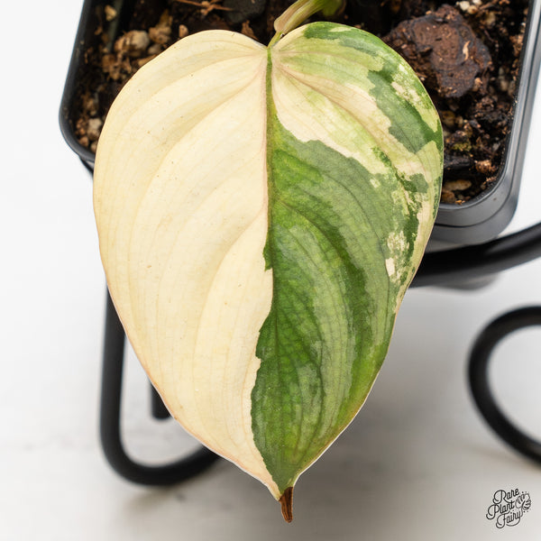 Philodendron Brandtianum Variegated (wk51-L)