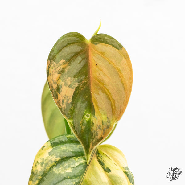 Philodendron Brandtianum Variegated (wk52-F)