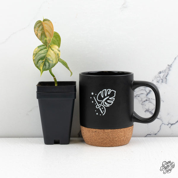 Philodendron Brandtianum Variegated (wk52-F)