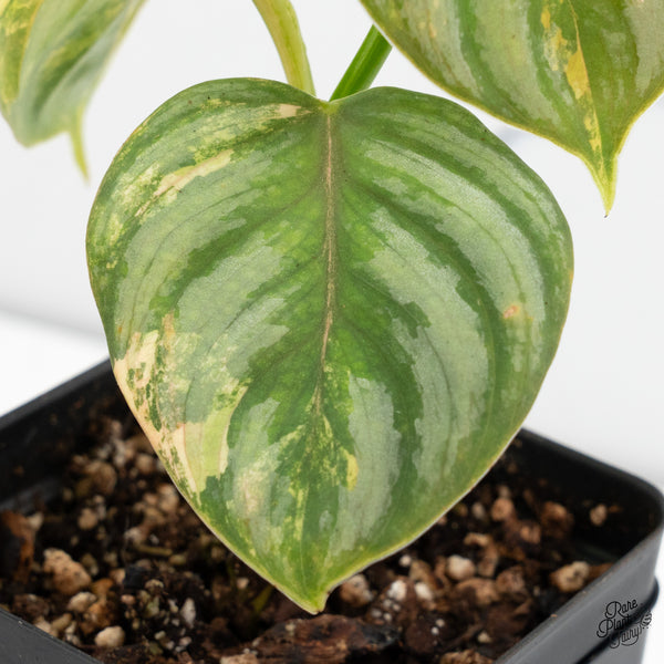Philodendron Brandtianum Variegated (wk52-F)