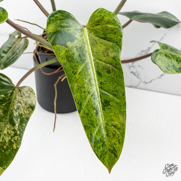 Philodendron Domesticum Marble Variegated (wk50-I)