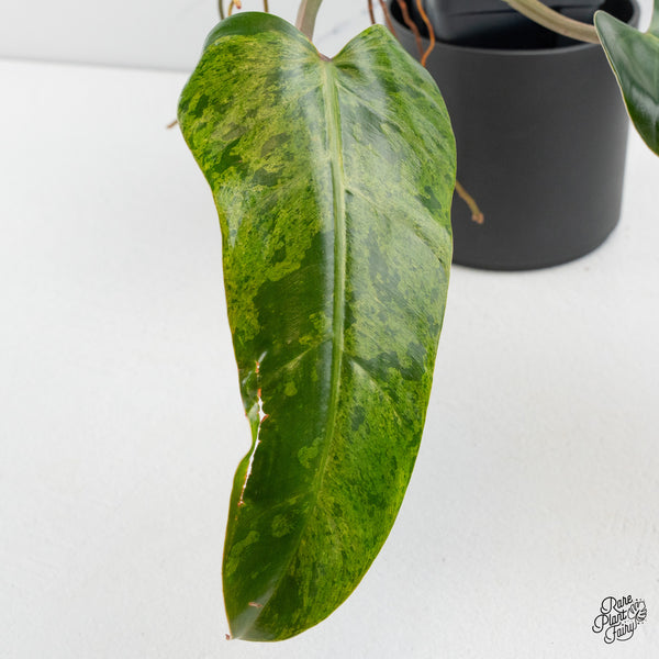 Philodendron Domesticum Marble Variegated (wk50-I)