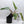 Philodendron Domesticum Marble Variegated (wk32-W)