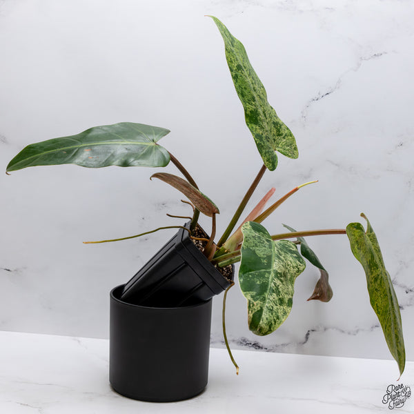 Philodendron Domesticum Marble Variegated (wk32-W)