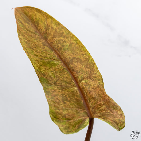 Philodendron Domesticum Marble Variegated (wk32-W)