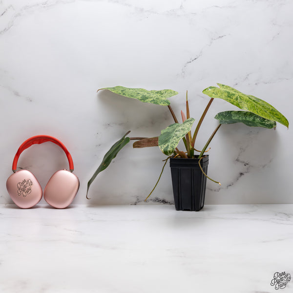 Philodendron Domesticum Marble Variegated (wk32-W)