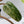 Philodendron Domesticum Marble Variegated (wk32-W)