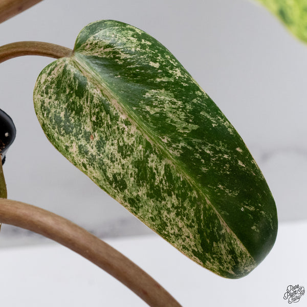 Philodendron Domesticum Marble Variegated (wk32-W)