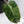 Philodendron Domesticum Marble Variegated (wk32-W)