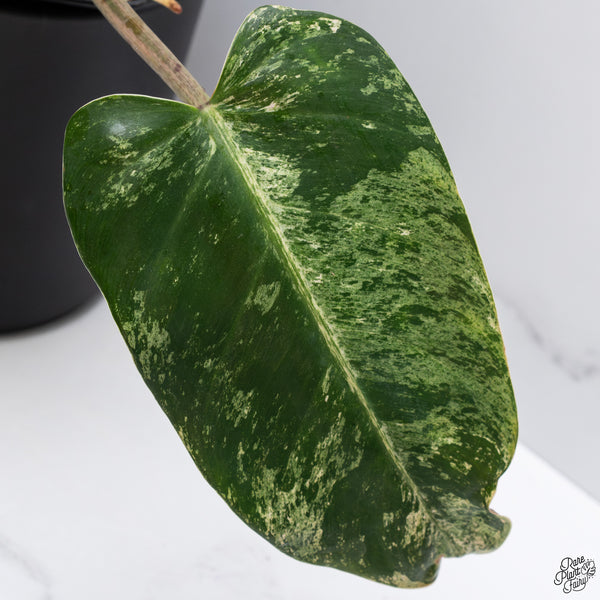 Philodendron Domesticum Marble Variegated (wk32-W)
