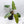 Philodendron Domesticum Marble Variegated (wk32-W)