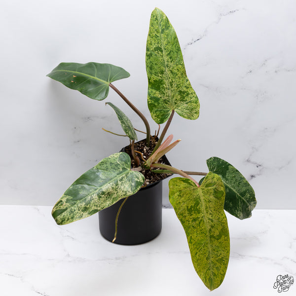 Philodendron Domesticum Marble Variegated (wk32-W)