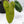 Philodendron Domesticum Marble Variegated (wk32-W)