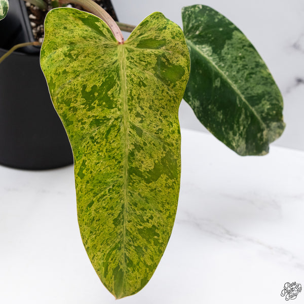 Philodendron Domesticum Marble Variegated (wk32-W)