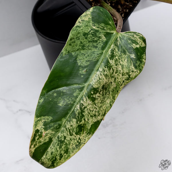 Philodendron Domesticum Marble Variegated (wk32-W)